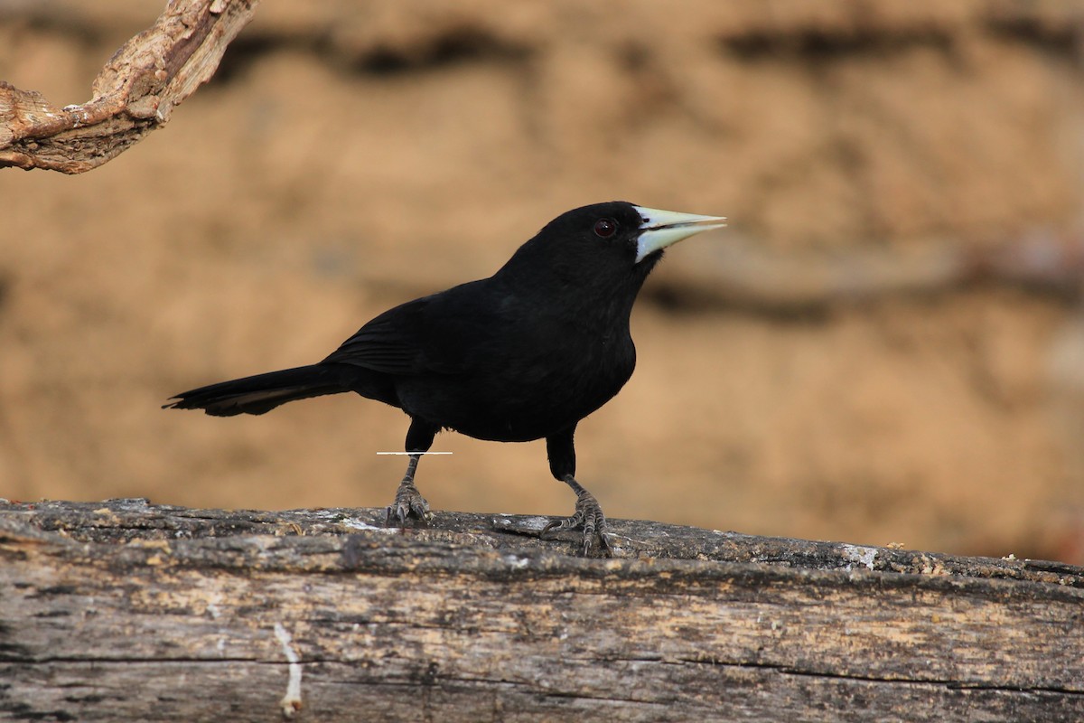 Solitary Black Cacique - ML643653181