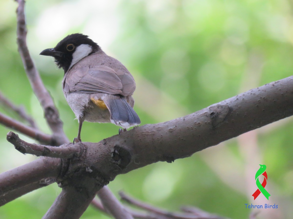 White-eared Bulbul - ML643653187