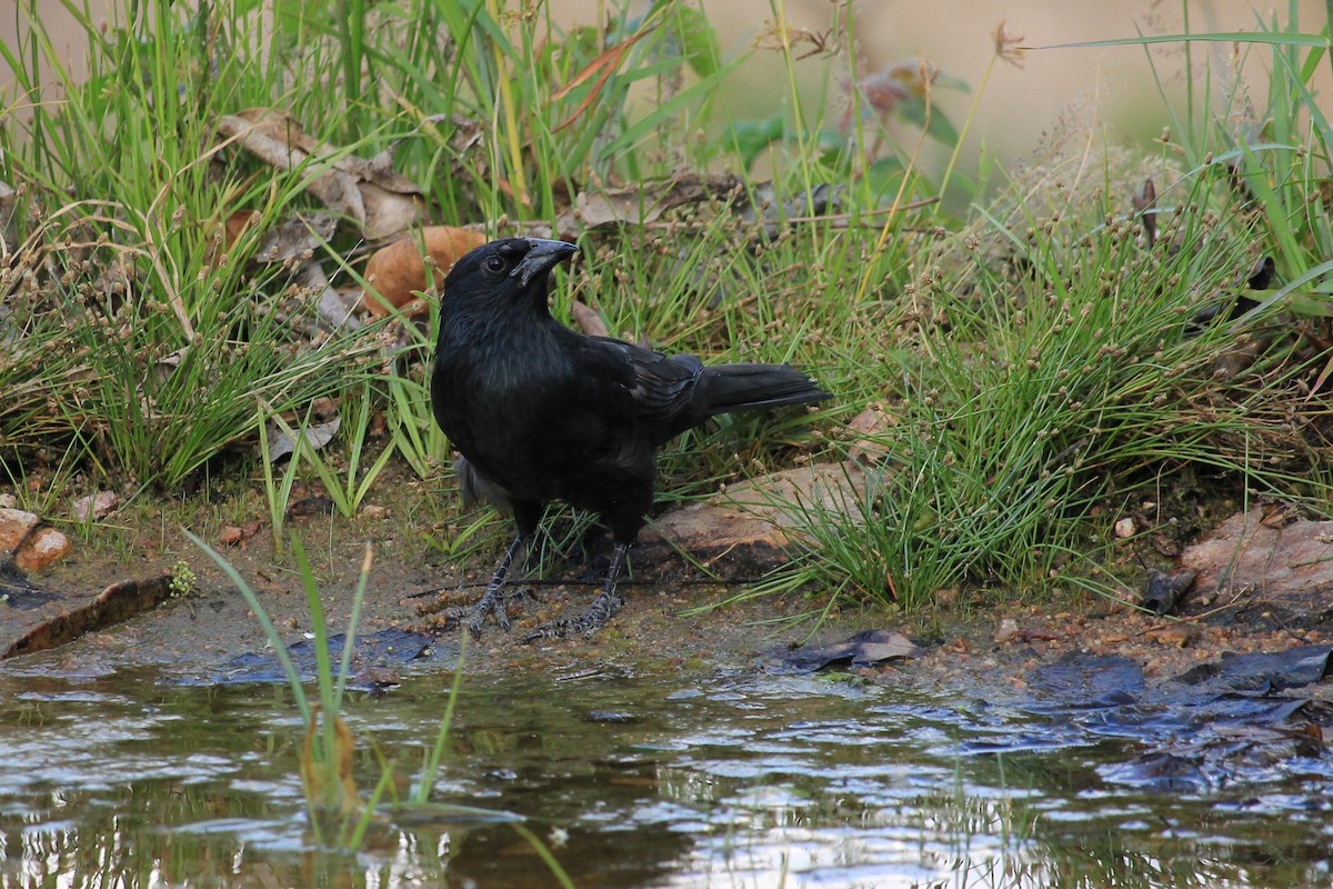 Chopi Blackbird - ML643653189