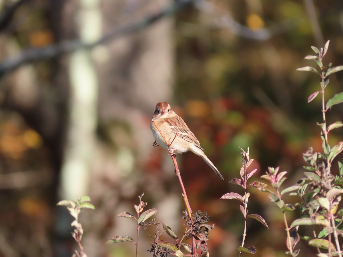 Field Sparrow - ML643653191
