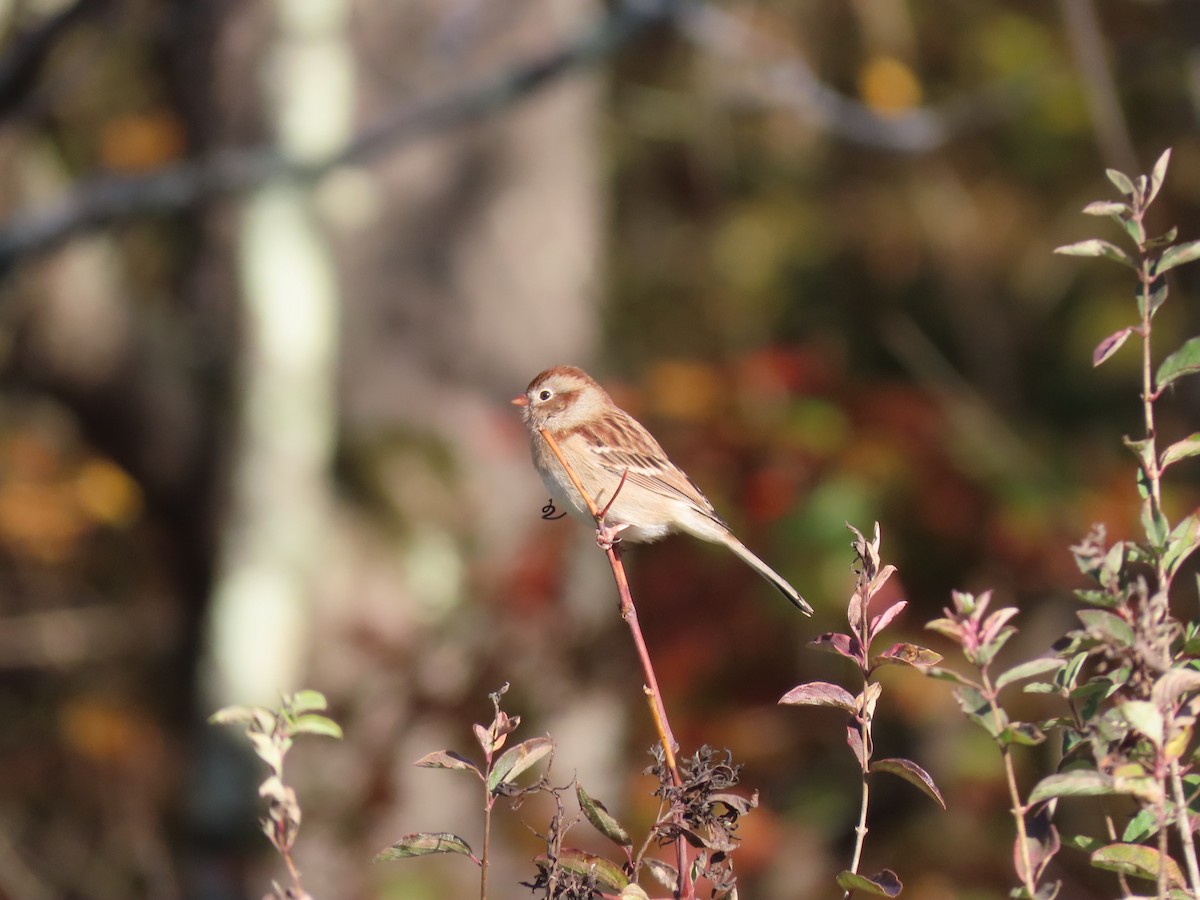 Field Sparrow - ML643653192