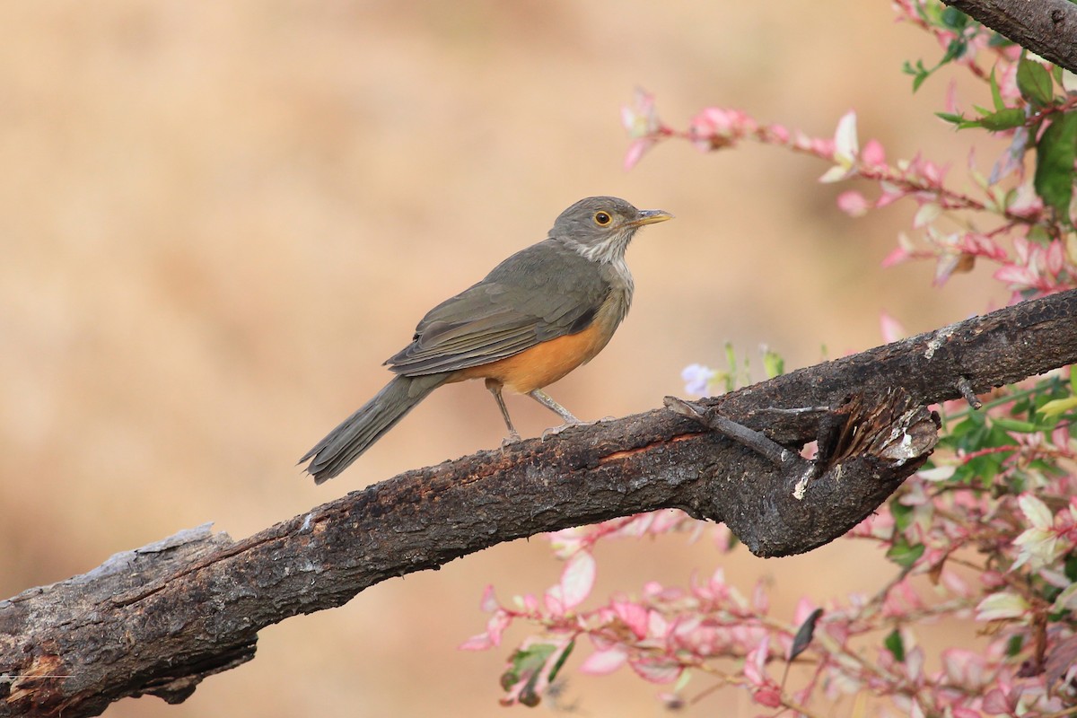 Rufous-bellied Thrush - ML643653197