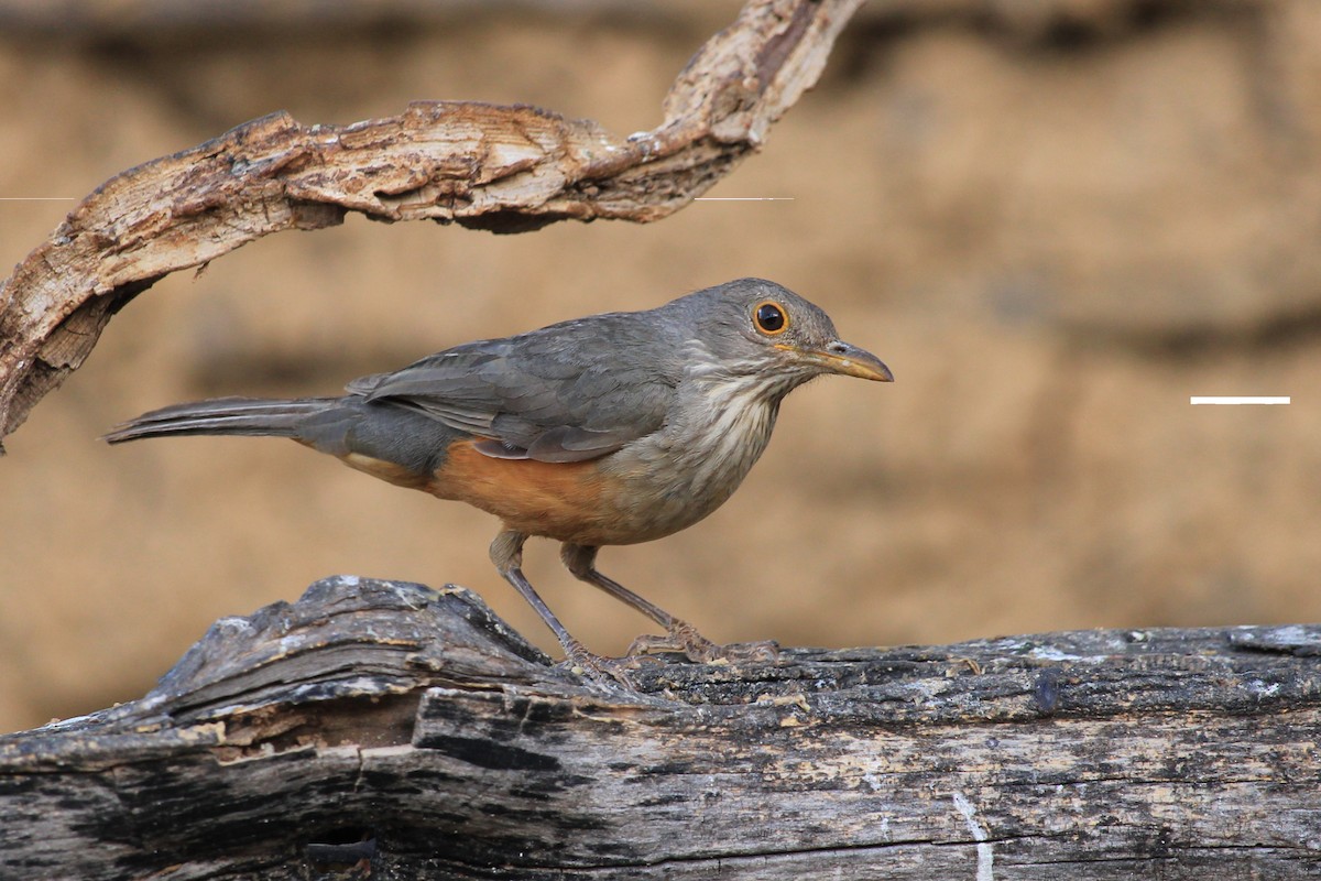 Rufous-bellied Thrush - ML643653198