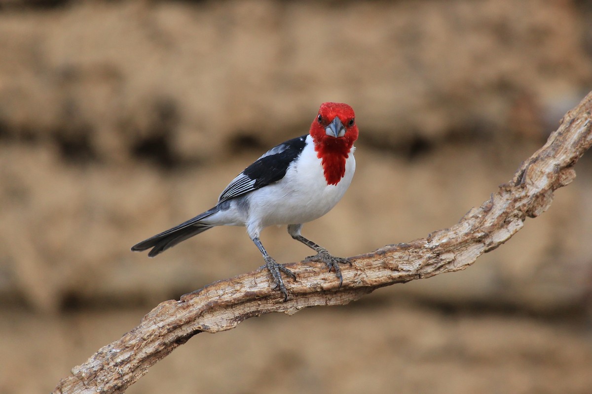 Red-cowled Cardinal - ML643653211