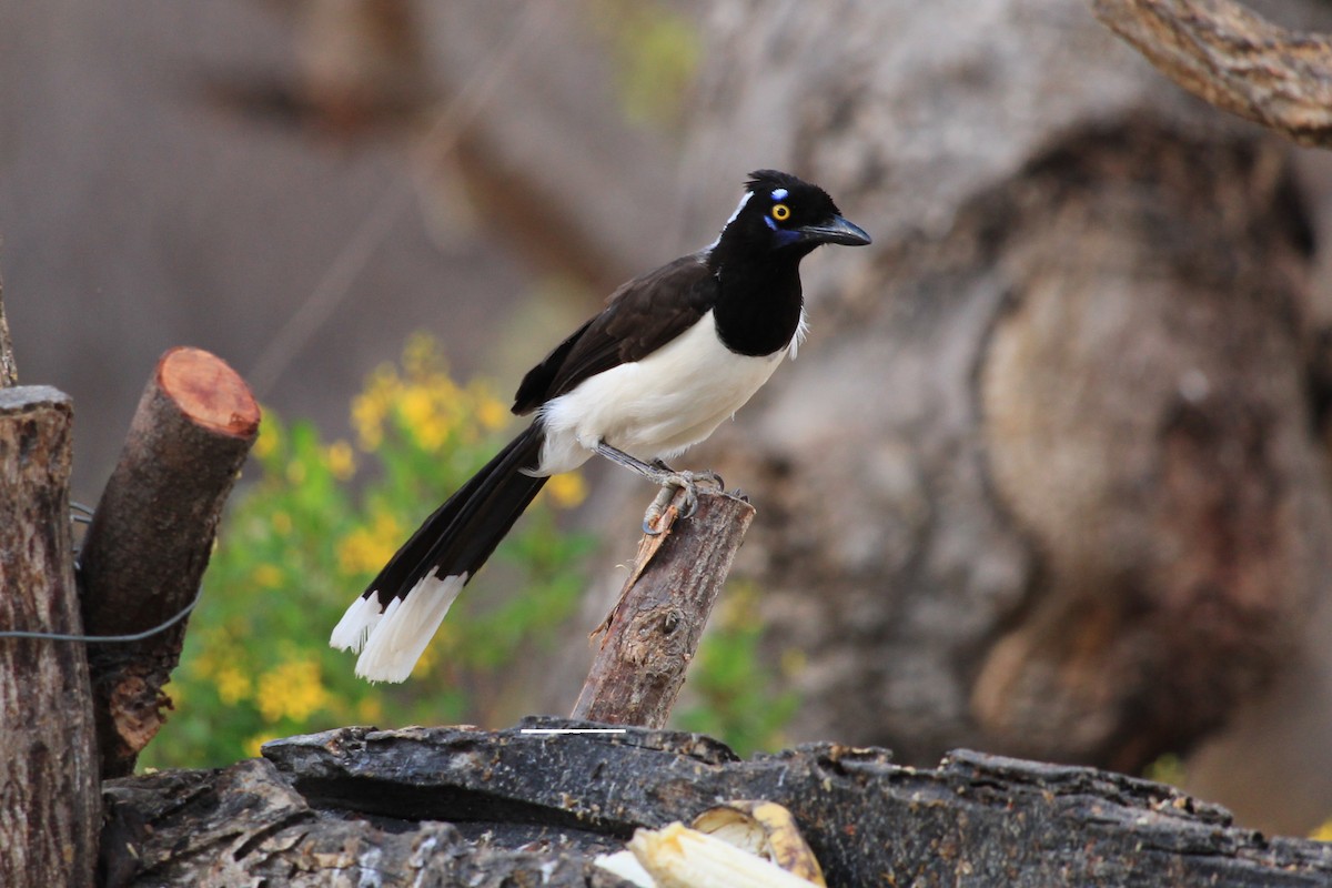 White-naped Jay - ML643653219