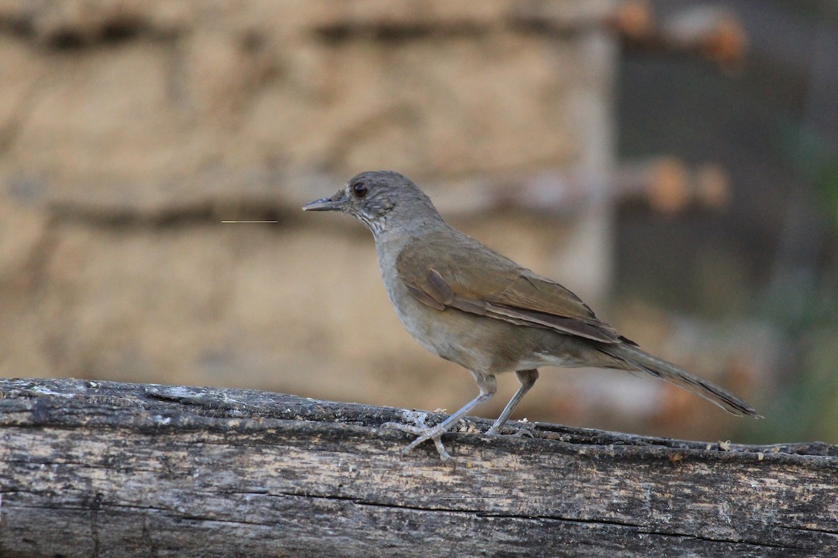 Pale-breasted Thrush - ML643653226