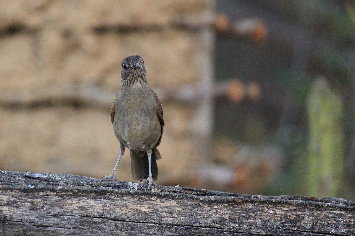 Pale-breasted Thrush - ML643653227