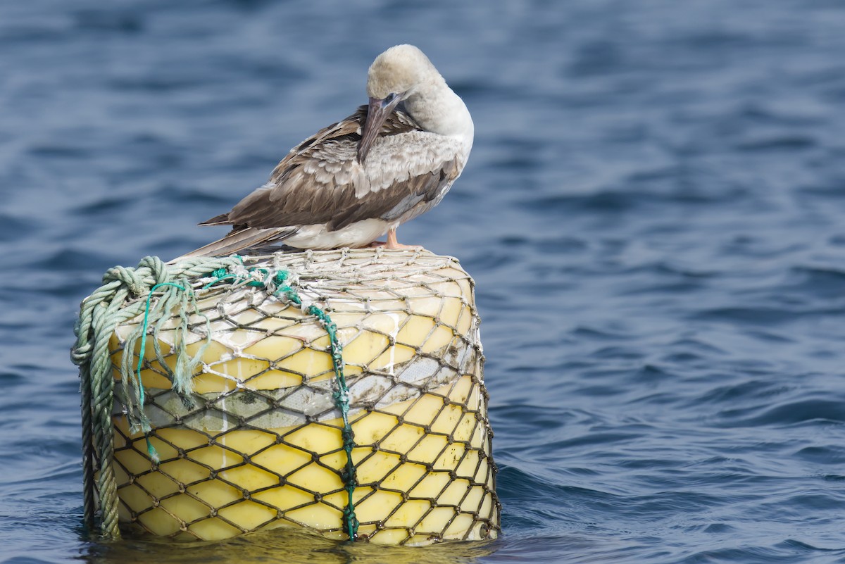 Red-footed Booby - ML643653235