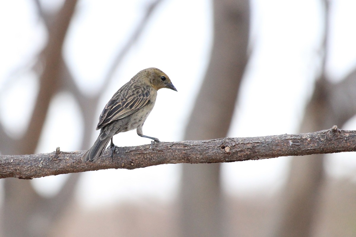 Chestnut-capped Blackbird - ML643653236