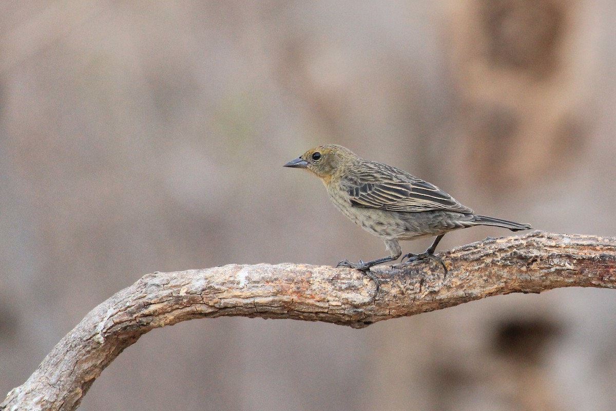 Chestnut-capped Blackbird - ML643653237