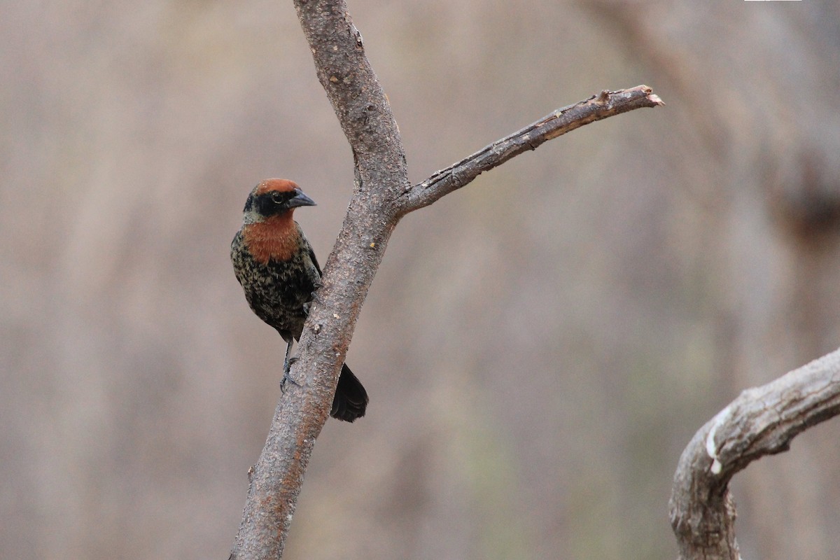 Chestnut-capped Blackbird - ML643653239