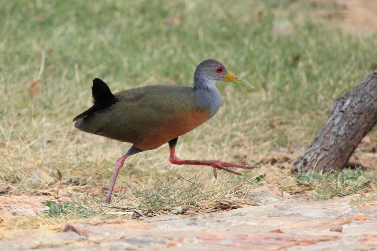 Gray-cowled Wood-Rail - ML643653242