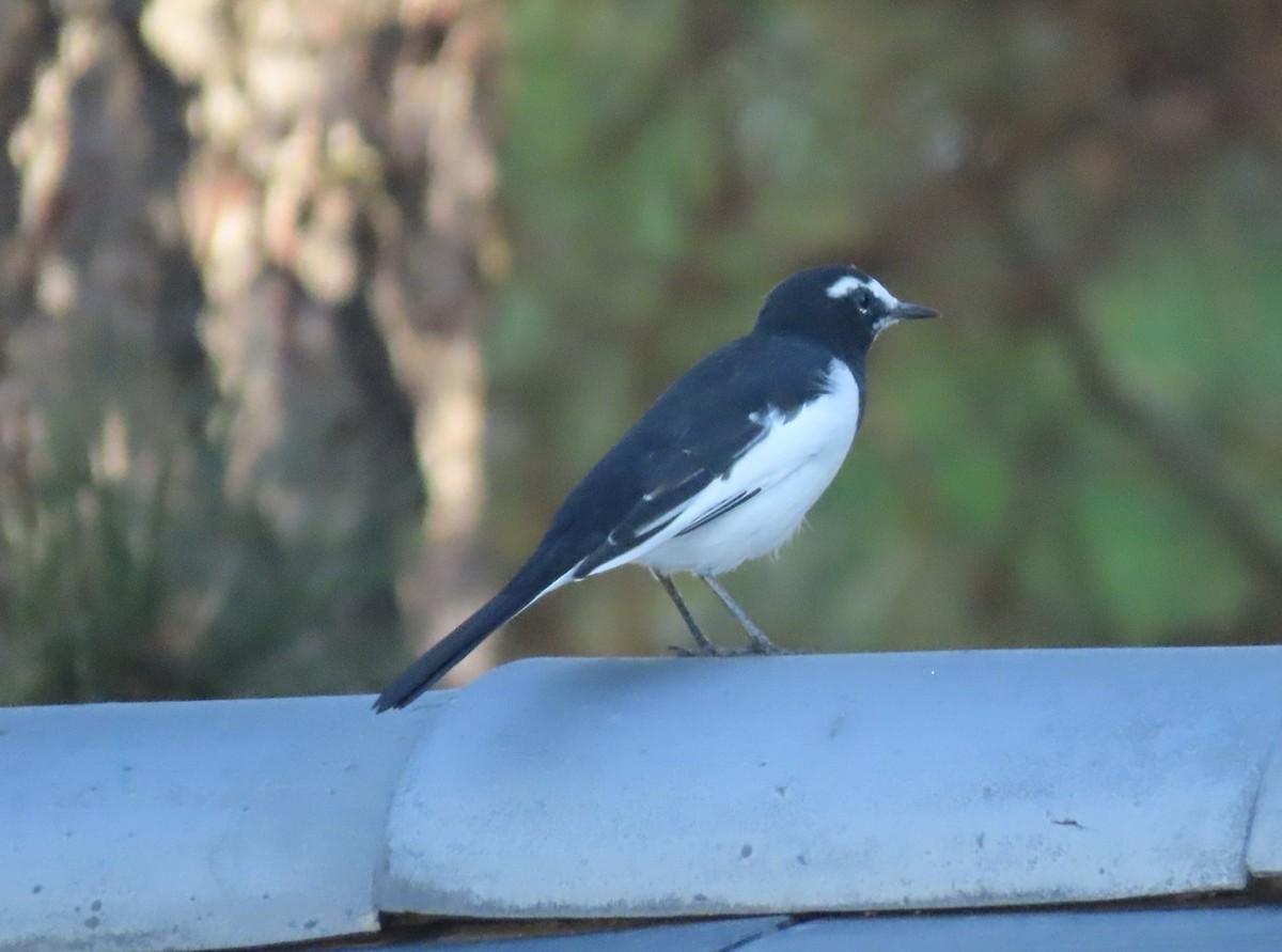 Japanese Wagtail - ML643653243