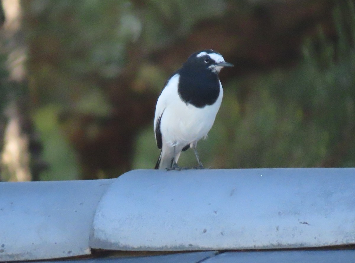 Japanese Wagtail - ML643653244