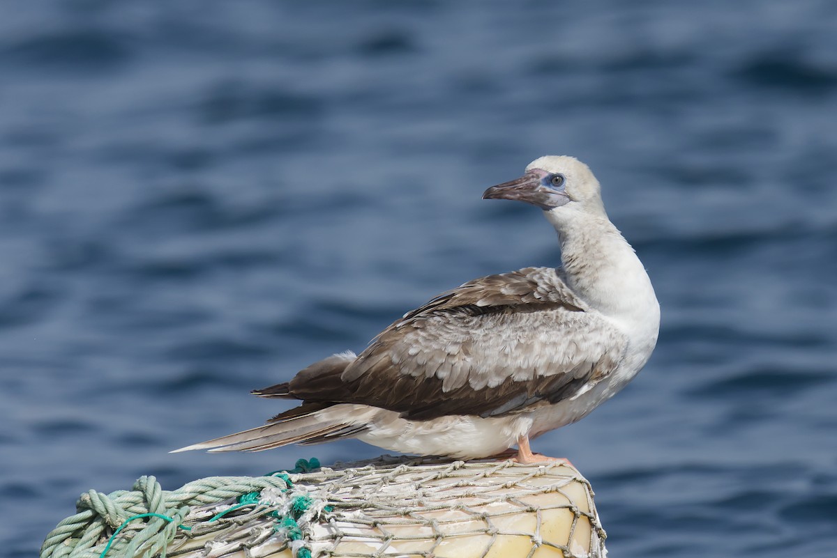 Red-footed Booby - ML643653246