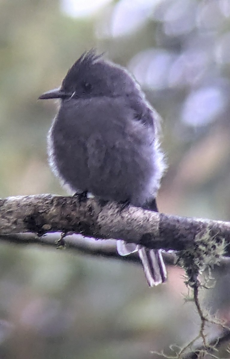 Smoke-colored Pewee - ML643653251