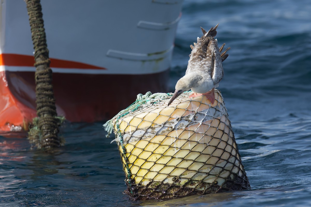 Red-footed Booby - ML643653262