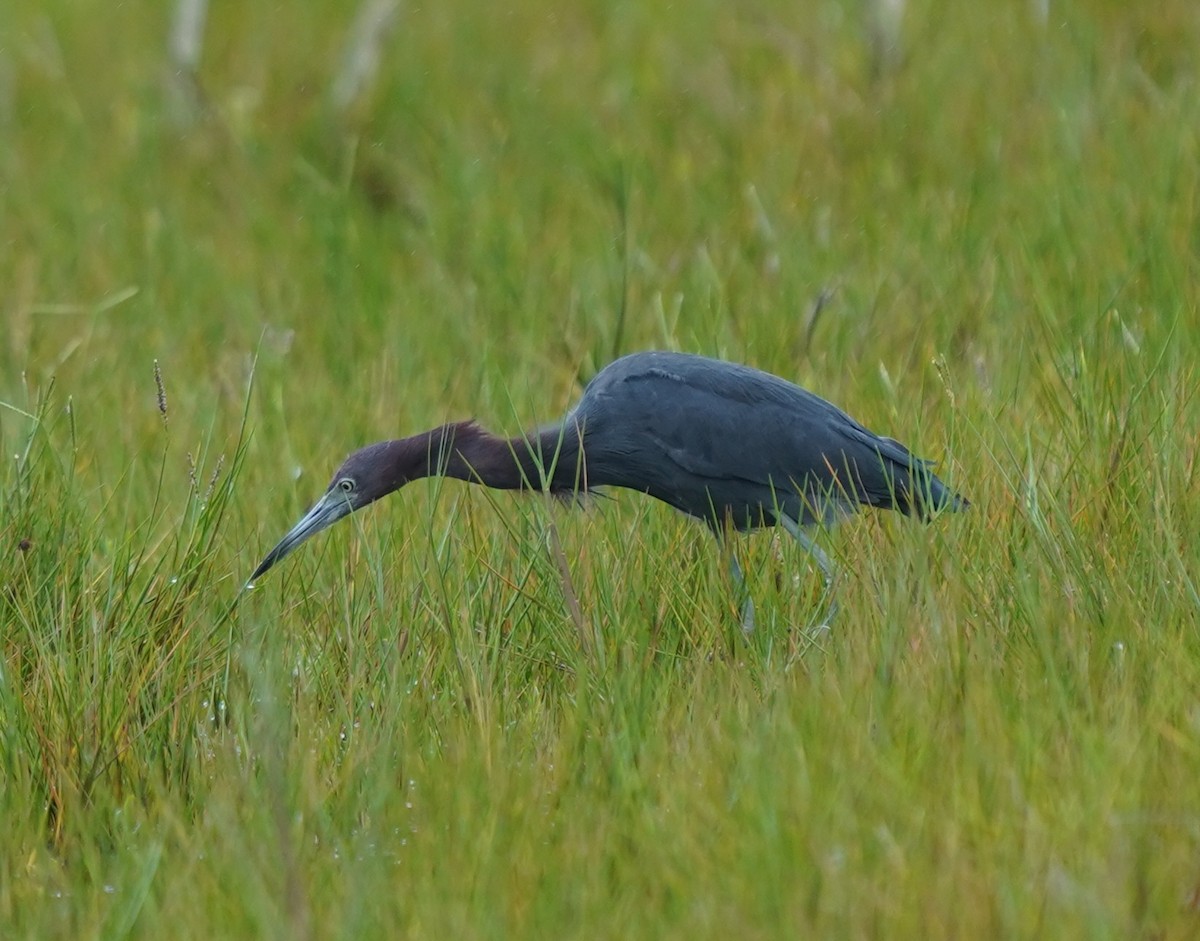 Little Blue Heron - ML643653279