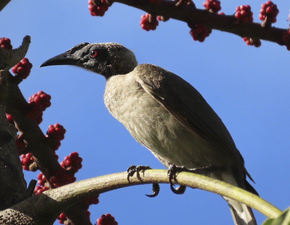 Helmeted Friarbird (Hornbill) - ML643653280