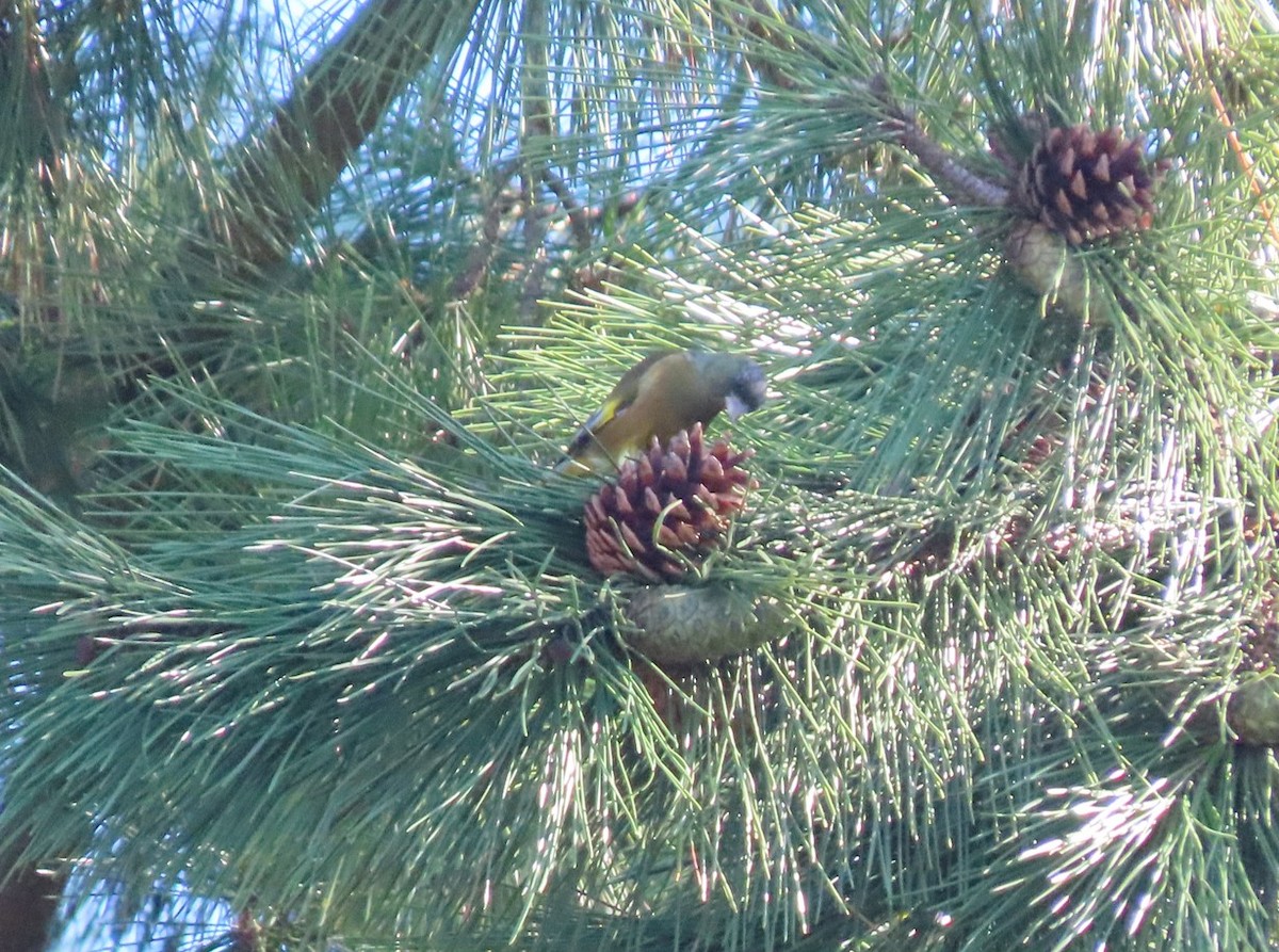 Oriental Greenfinch - ML643653288