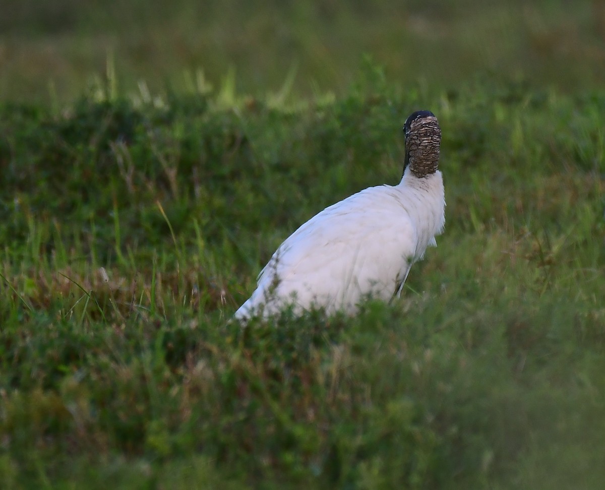 Wood Stork - ML643653301
