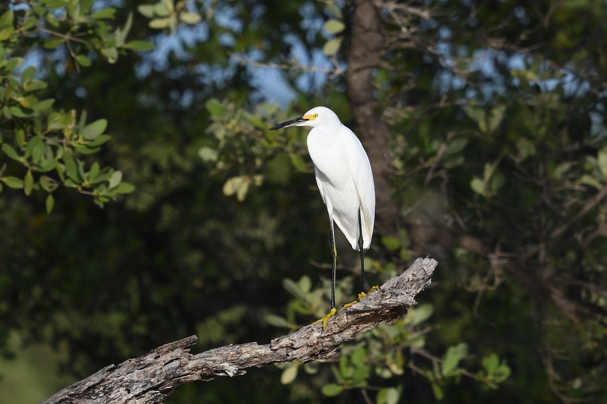 Snowy Egret - ML643653318