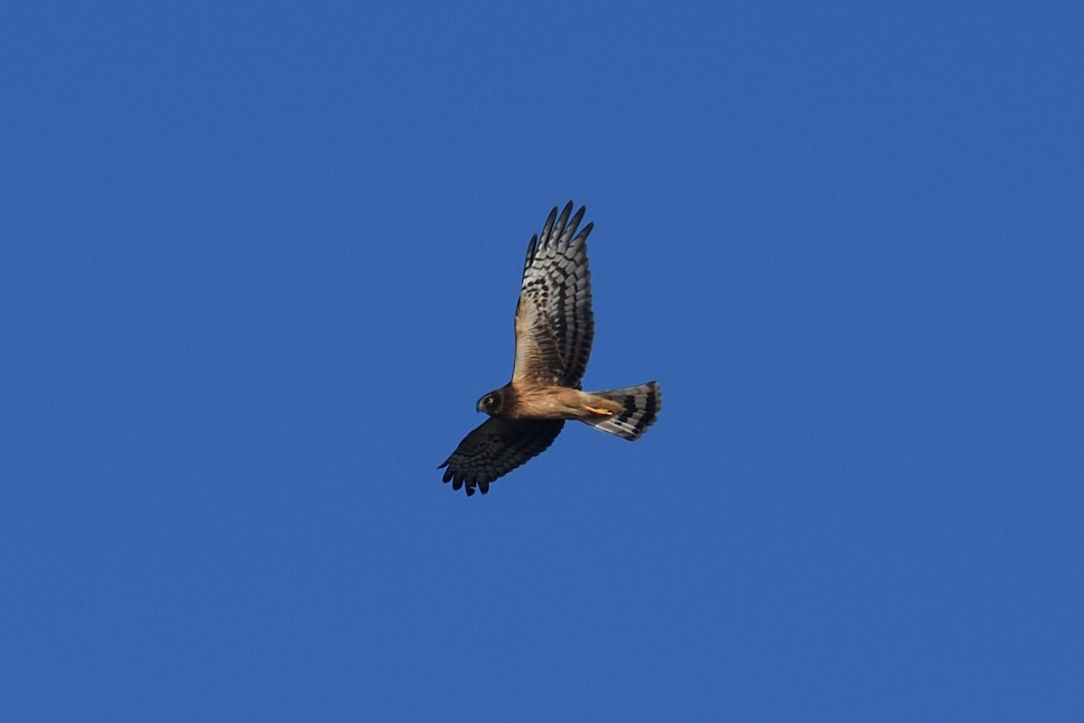 Northern Harrier - ML643653326