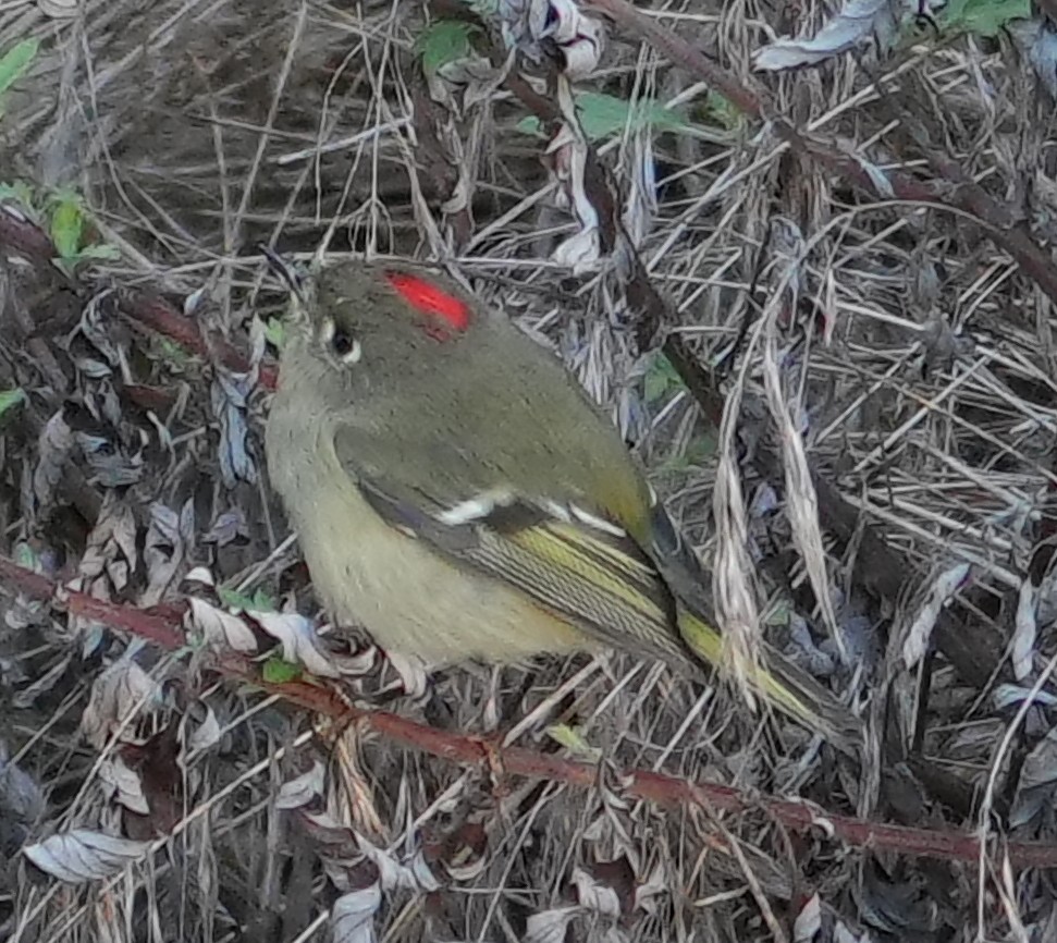 Ruby-crowned Kinglet - ML643653329