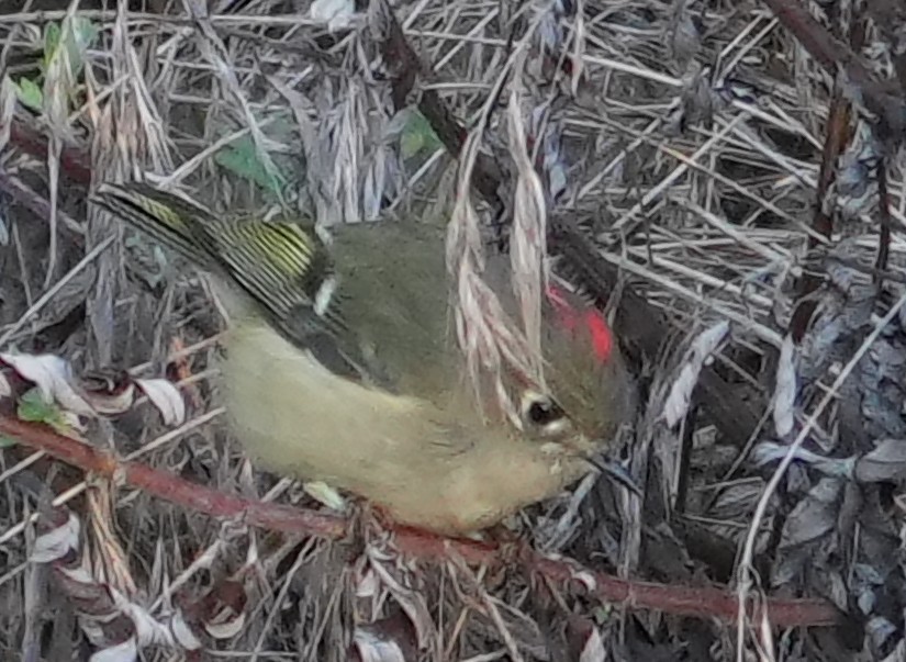 Ruby-crowned Kinglet - ML643653330