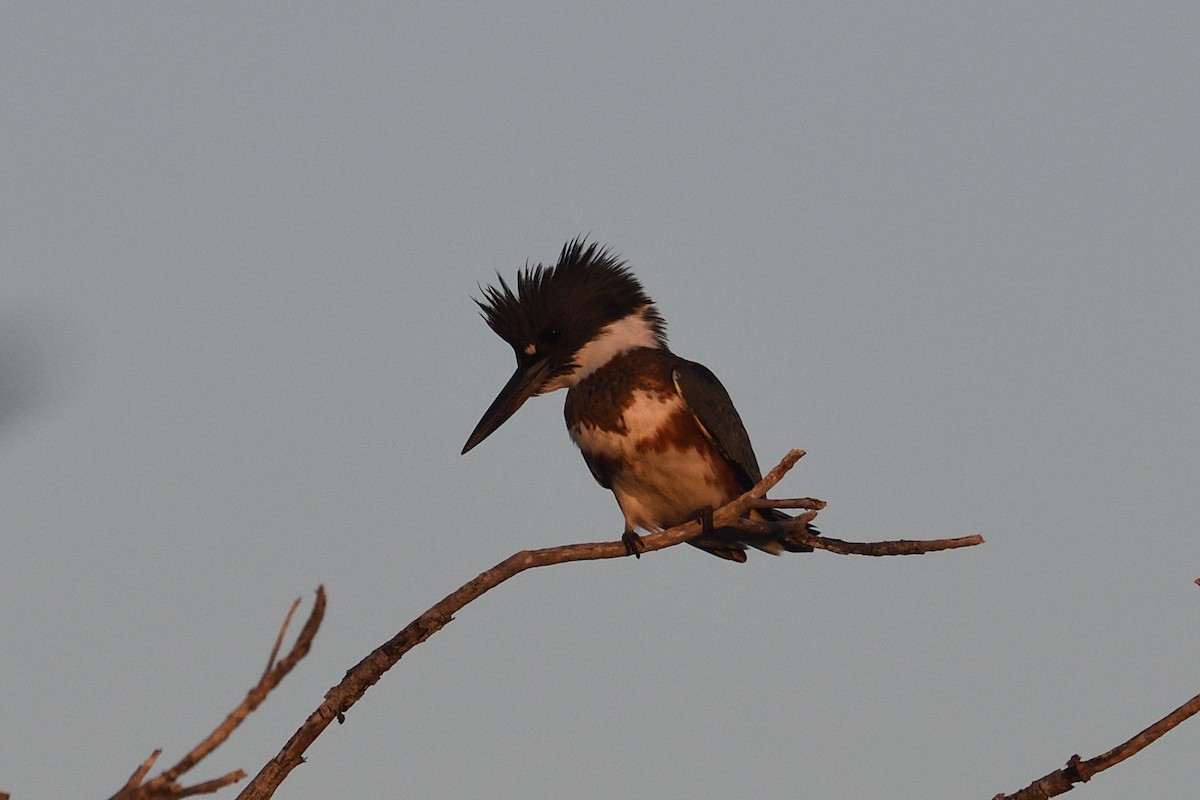 Belted Kingfisher - ML643653332