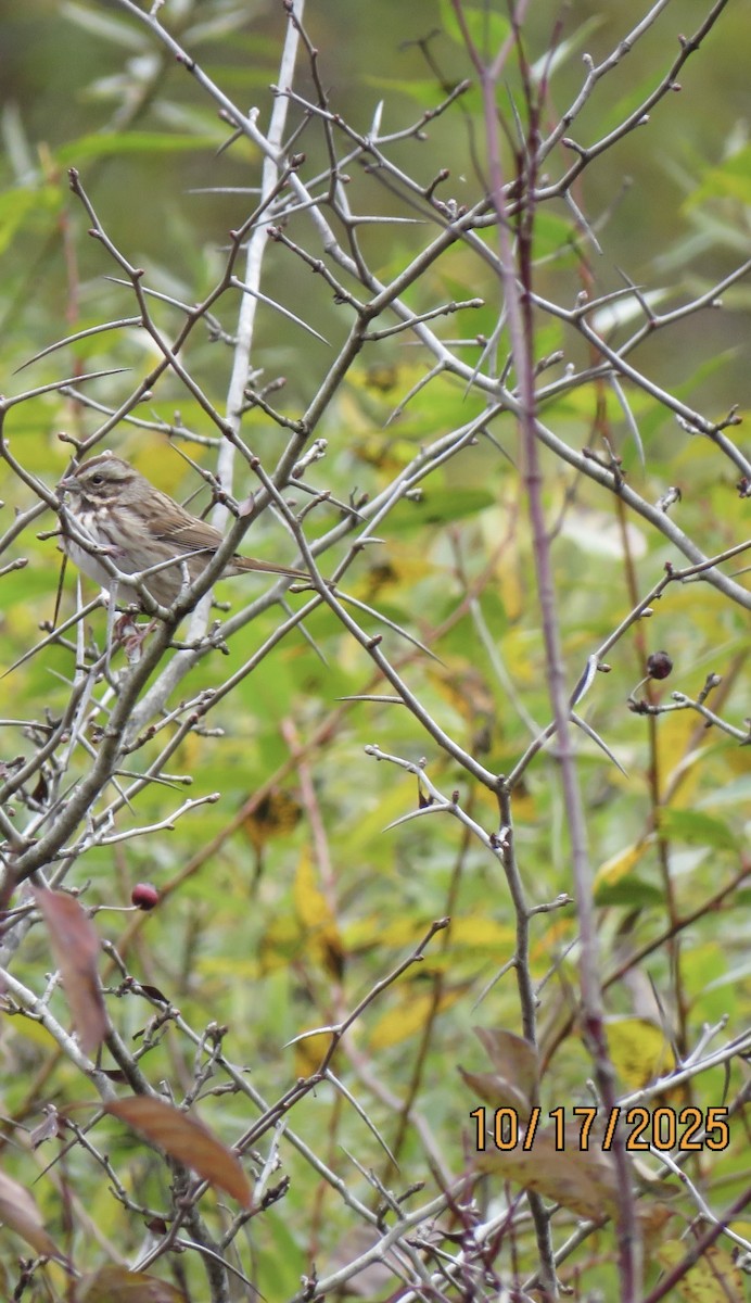 Song Sparrow - ML643653333