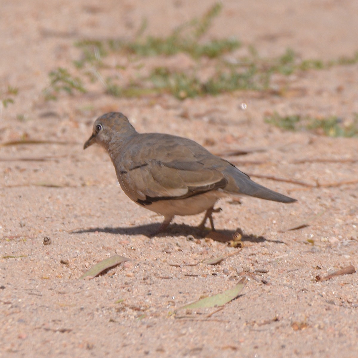 Picui Ground Dove - ML643653341