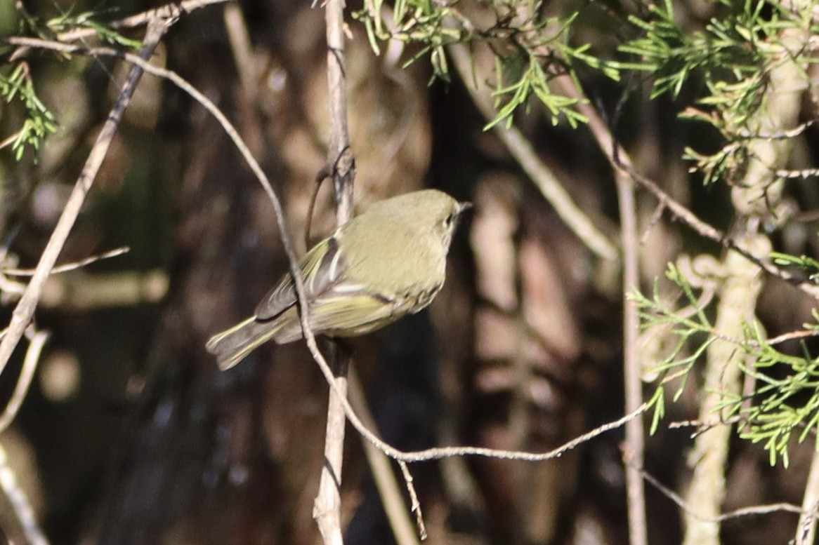 Ruby-crowned Kinglet - ML643653342