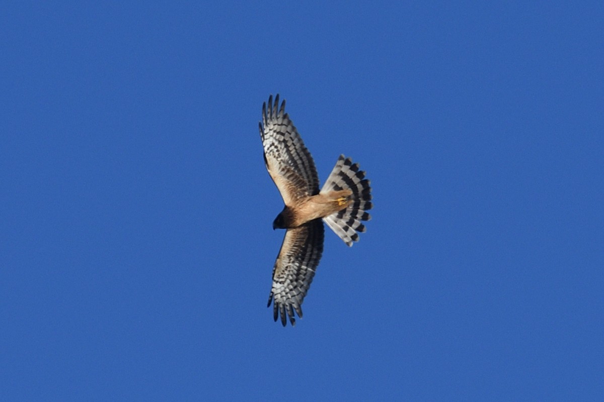 Northern Harrier - ML643653345