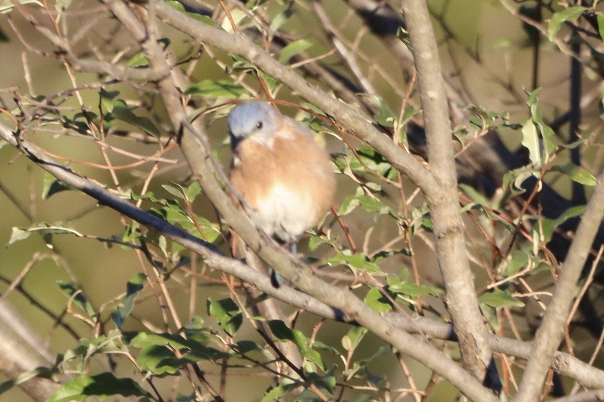 Eastern Bluebird - ML643653355