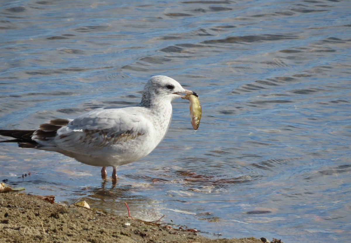 Ring-billed Gull - ML643653358