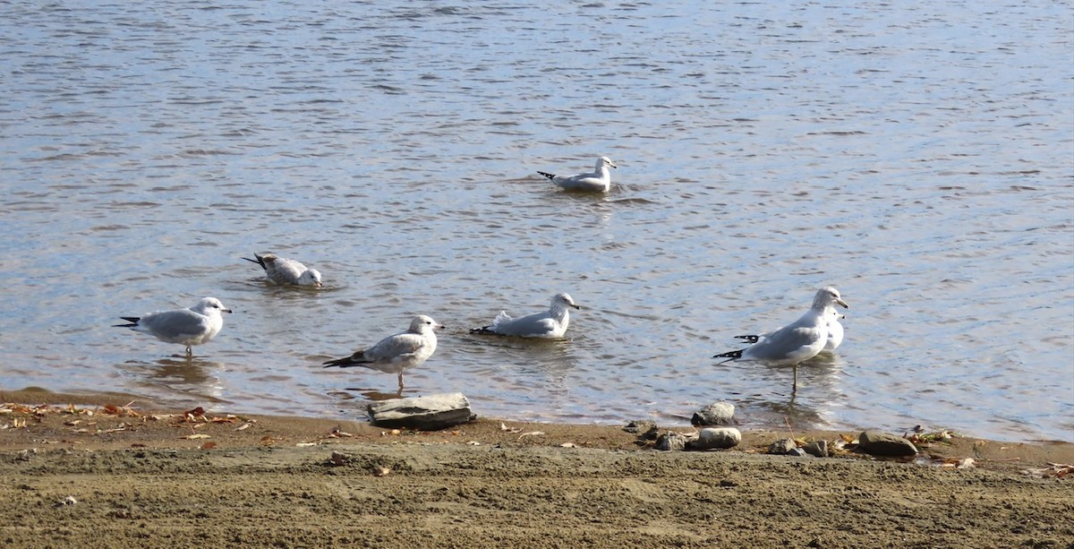 Ring-billed Gull - ML643653359