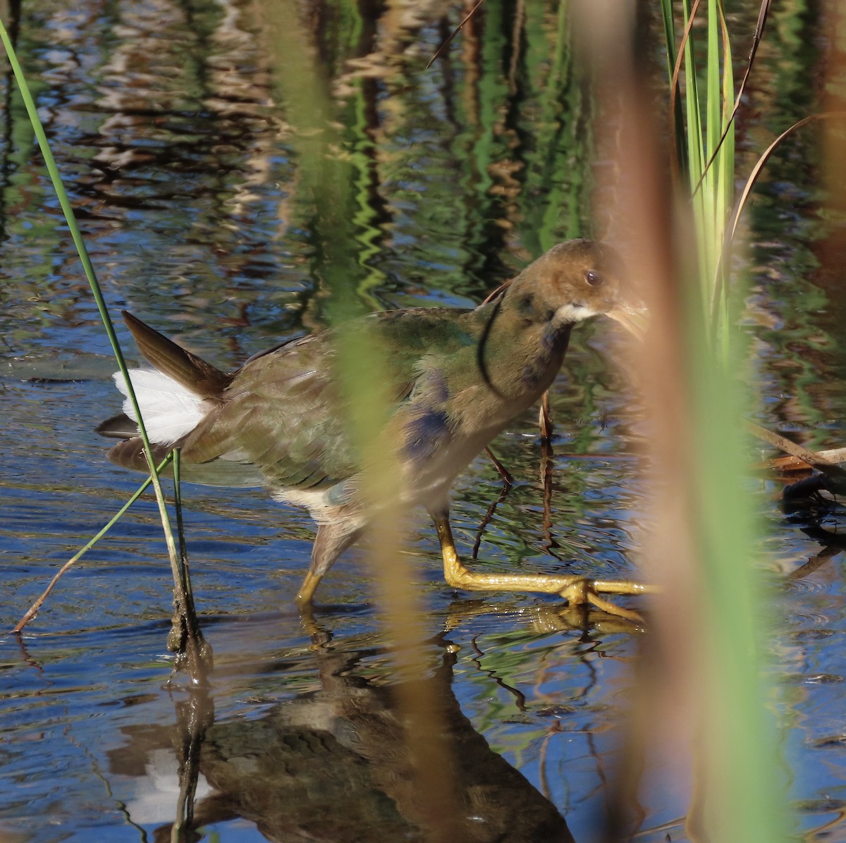 Purple Gallinule - ML643653365