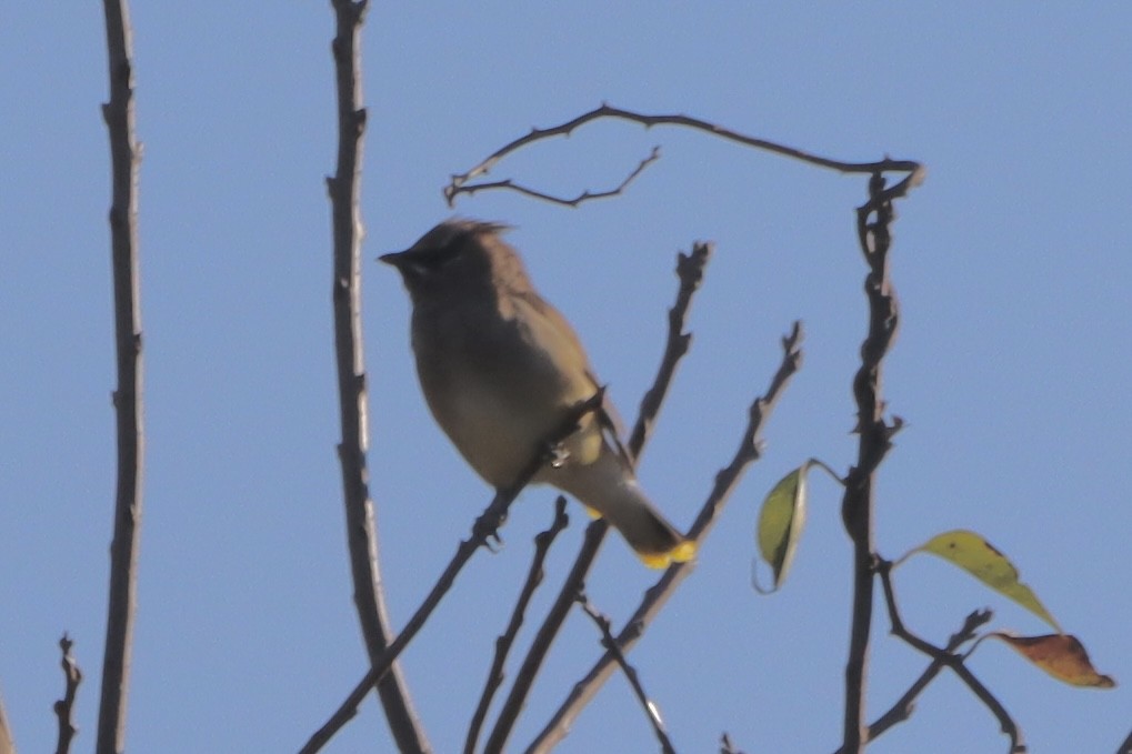 Cedar Waxwing - ML643653367