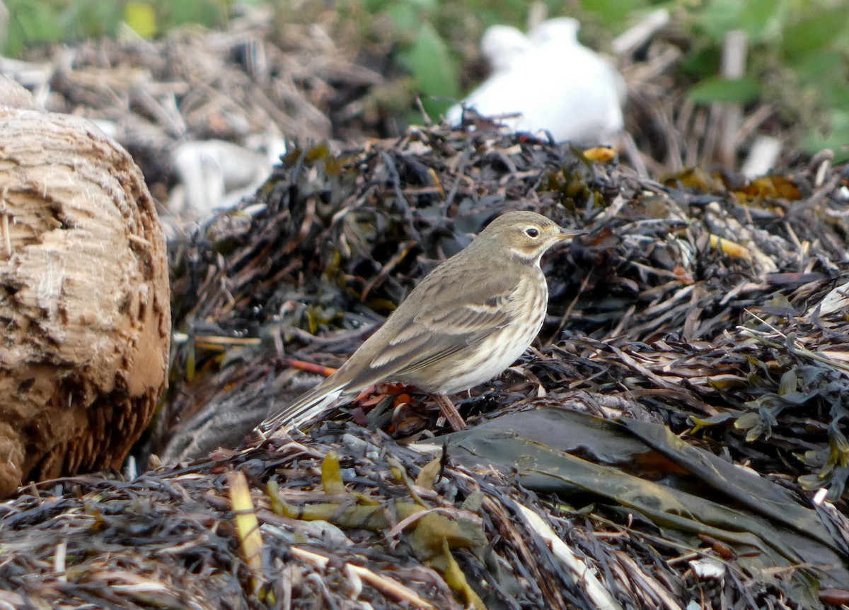 American Pipit - ML643653373