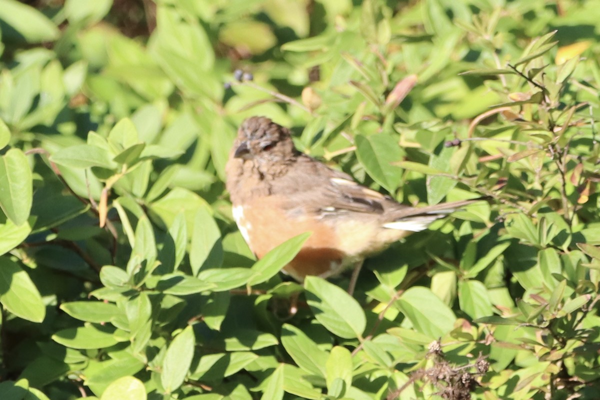 Eastern Towhee - ML643653375