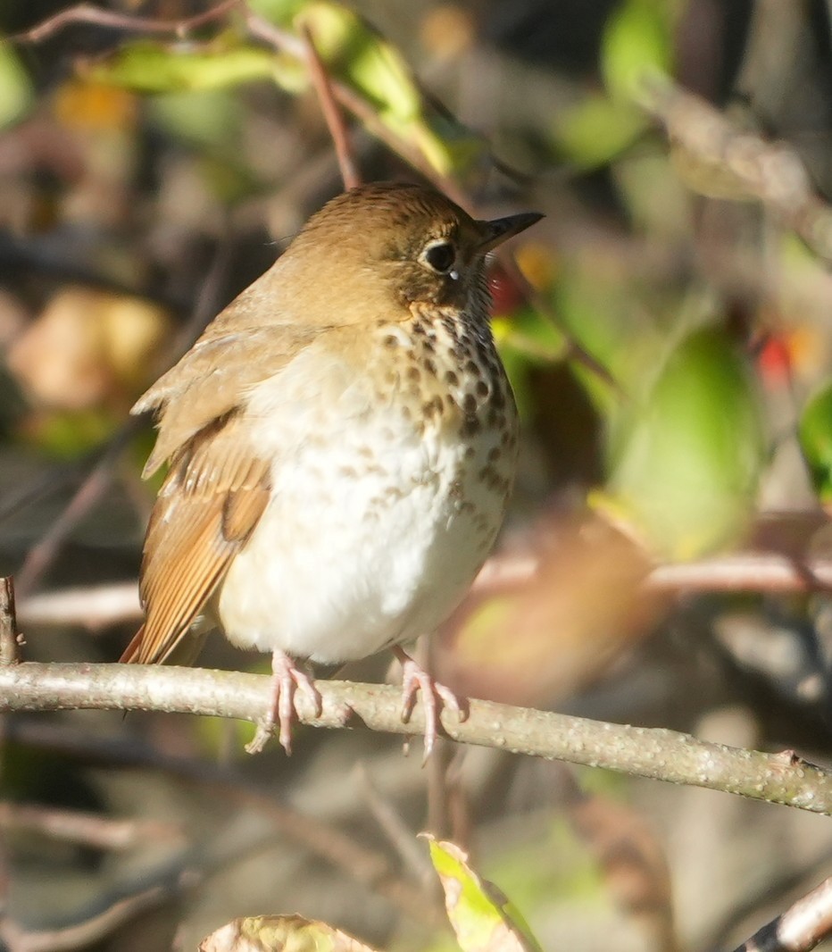Hermit Thrush - ML643653377
