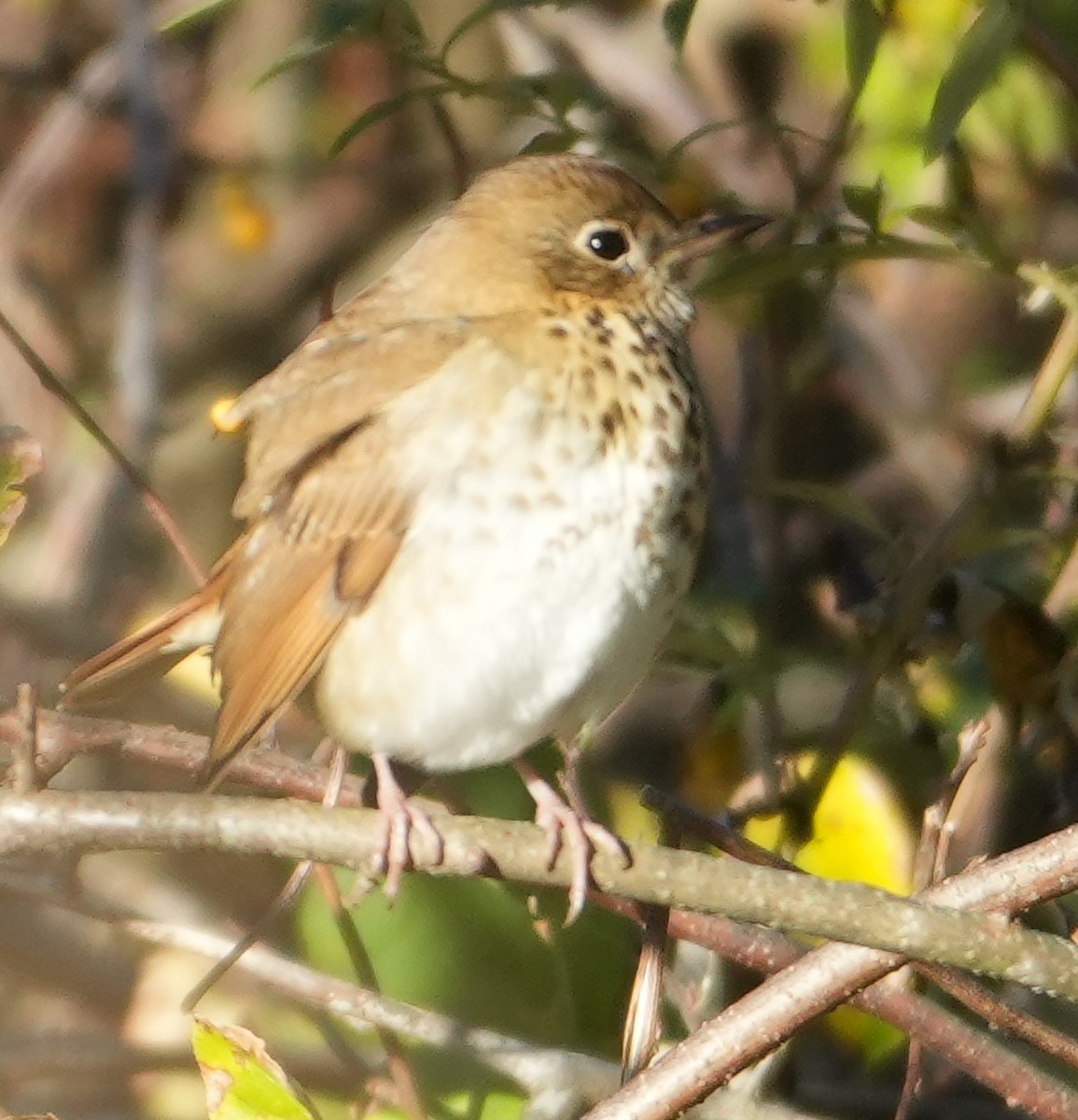 Hermit Thrush - ML643653378