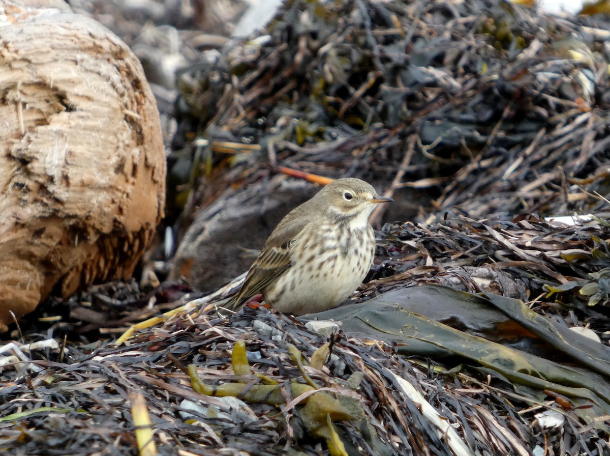 American Pipit - ML643653381