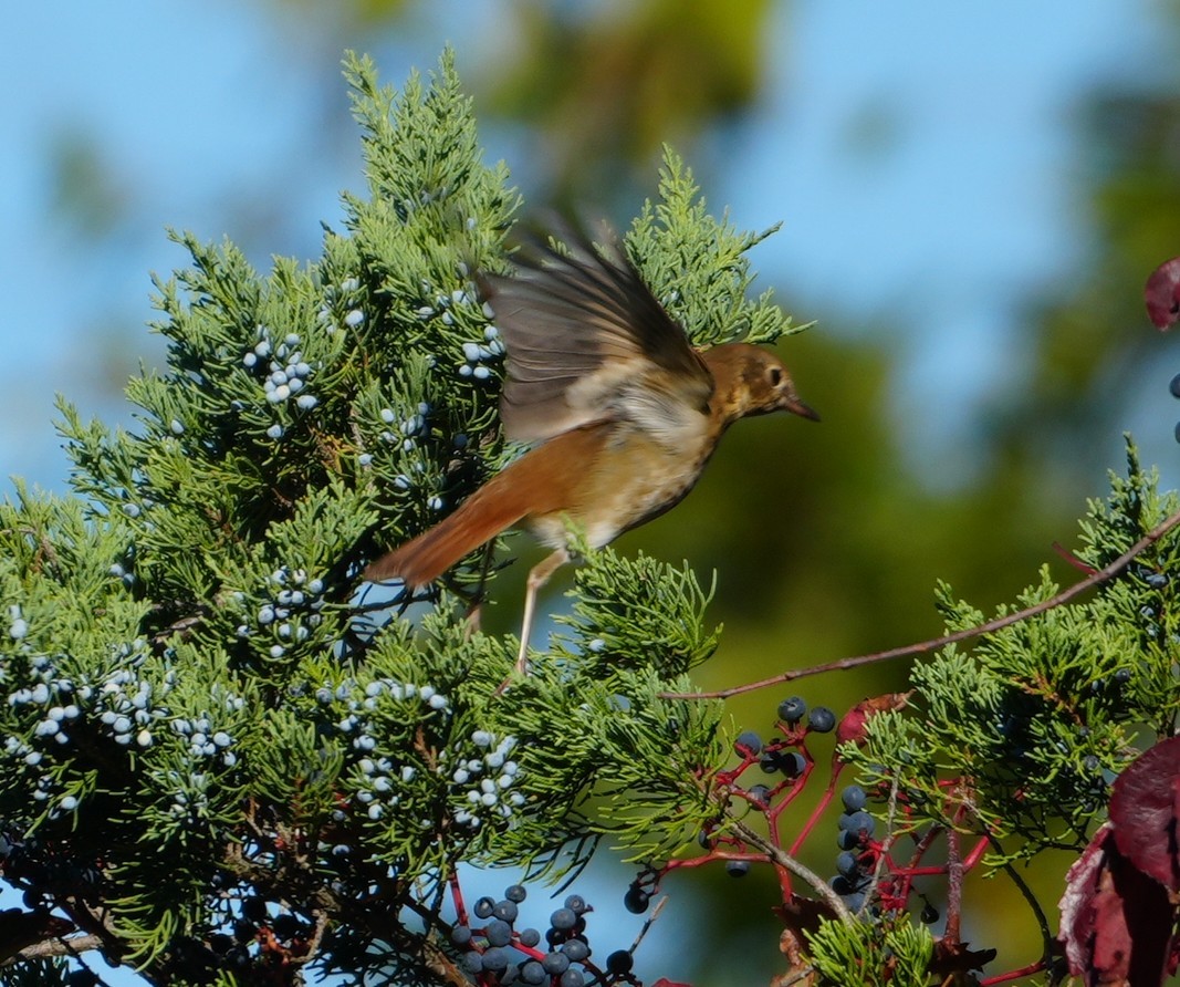 Hermit Thrush - ML643653383