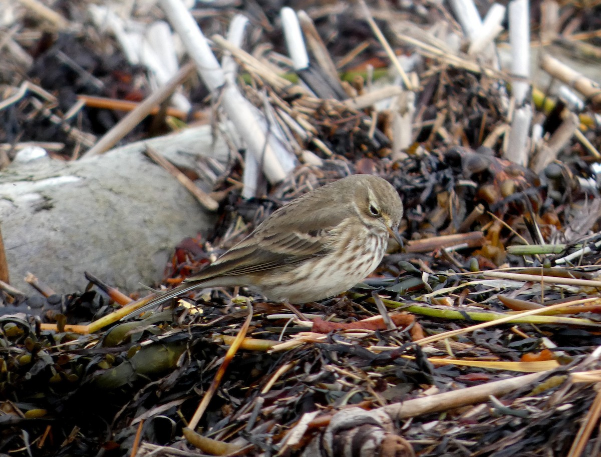 American Pipit - ML643653385
