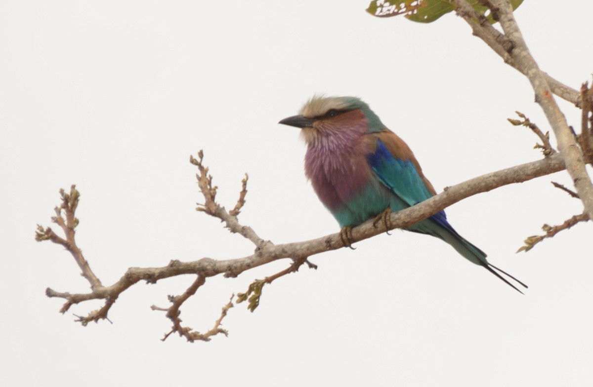 Lilac-breasted Roller - ML643653387