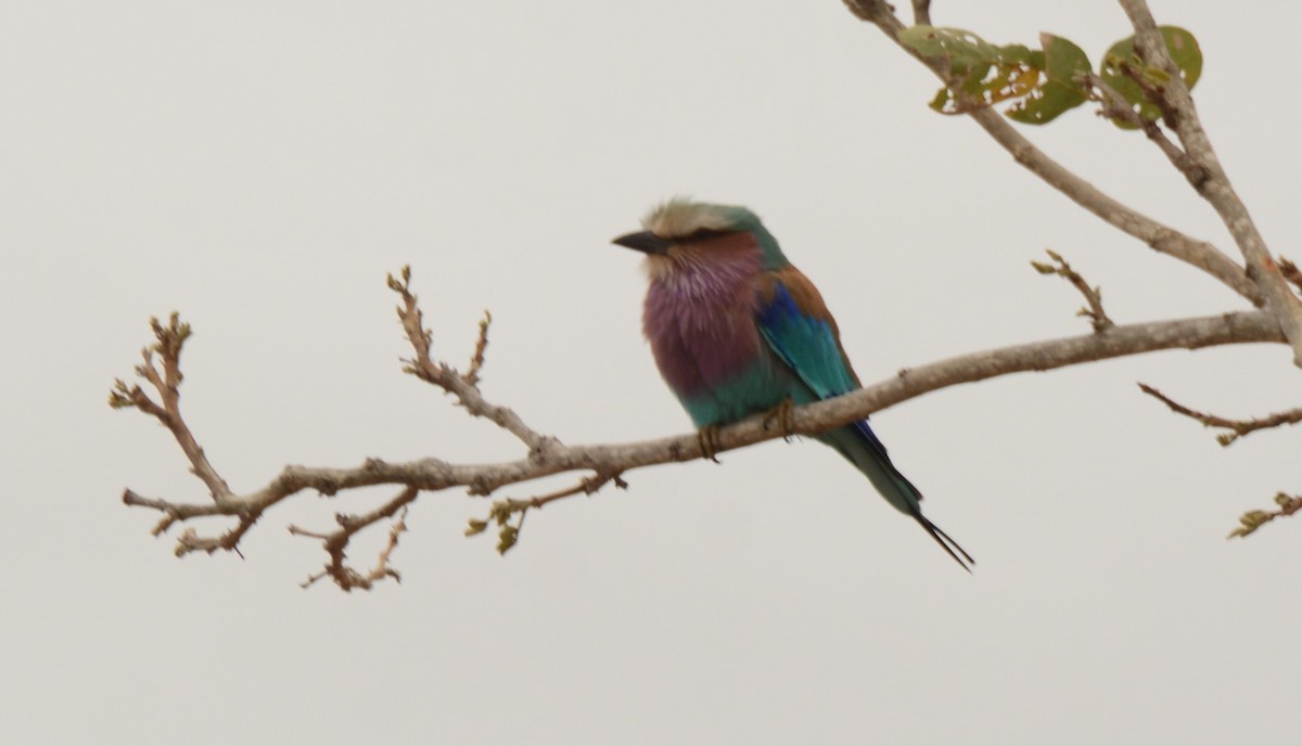 Lilac-breasted Roller - ML643653388