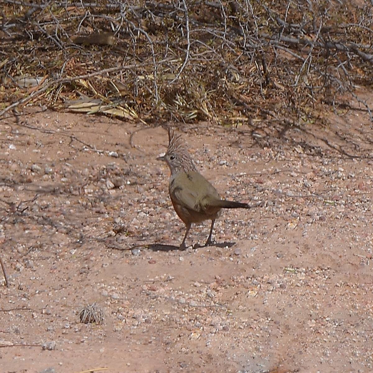 Crested Gallito - ML643653389