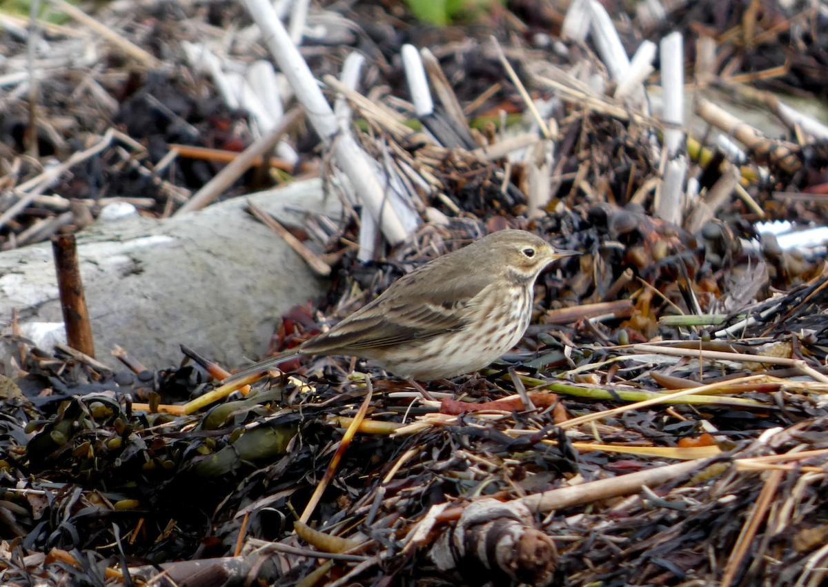 American Pipit - ML643653390
